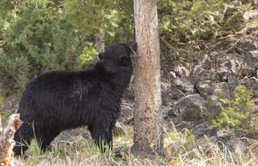 Black Bear in Spring in Yellowstone National Park