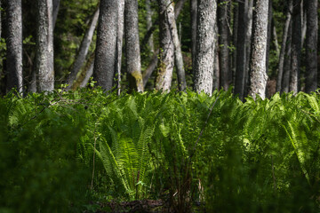 Obraz premium Ostrich fern (Matteuccia struthiopteris) grow in the forest.