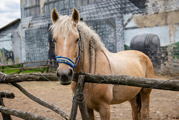 horse on a farm with fences