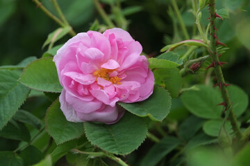 Obraz premium Rosa Damascena. Damask rose. Oil-bearing rose. Bulgarian rose oil.