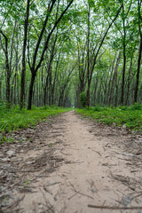 Row of green grass rubber trees
