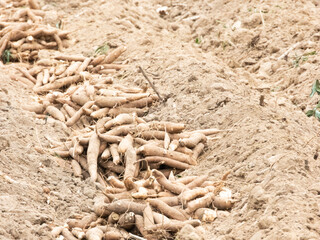Behind the cassava heap is a pile of large amounts of cassava roots, which are obtained from a particular commodity or area. Cassava is a highly demanding plant that needs these nutrients.close up.
