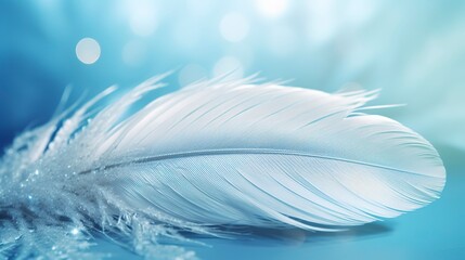 Fototapeta na wymiar white feather on blue background