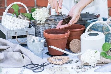 Soil in hand of woman to fill flower pot for planting seeds of flowers and herbs , floriculture and flower planting concept