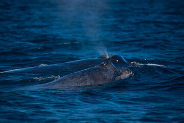 Obraz premium Happy whales in whale watching tours