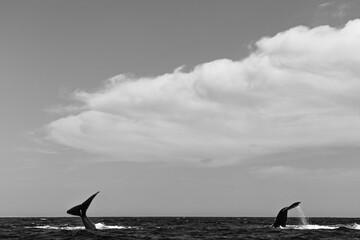 Naklejka premium Happy whales in whale watching tours