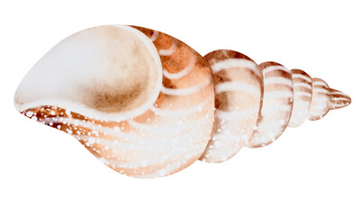 Set of Seashells on isolated white background, watercolor illustration, sea clipart
