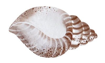 Set of Seashells on isolated white background, watercolor illustration, sea clipart
