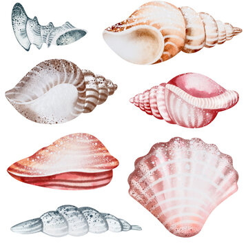Set of Seashells on isolated white background, watercolor illustration, sea clipart
