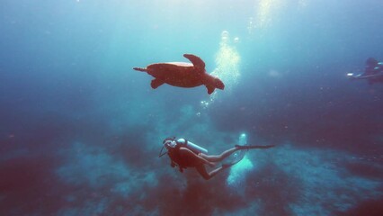 Coral reef, turtle and scuba woman swimming in ocean, underwater and diver on tropical vacation, sea adventure in nature. People, snorkel gear and explore marine life or animal, fish and swimmer
