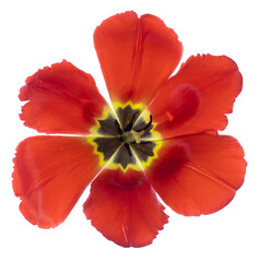 Top view of a red tulip in full bloom, cut out