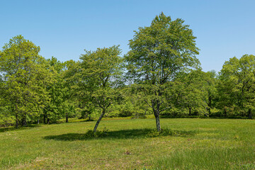 the landscape  of the quabbin reservoir