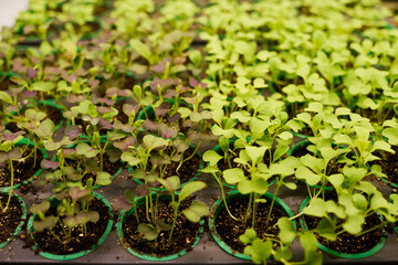 Part of garden bed with tiny green seedlings growing in small plastic pots on vertical trusses inside large greenhouse belonging to farmer