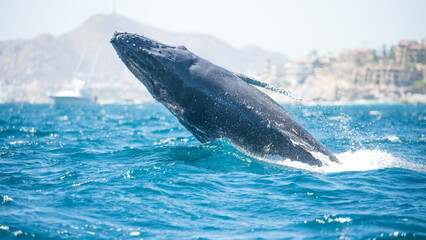 Naklejka premium Famous whale on a whale watching tour