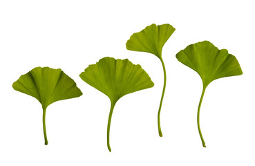 fresh spring ginkgo biloba leaves isolated on transparent background