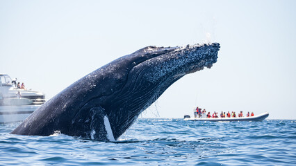 Famous whale on a whale watching tour