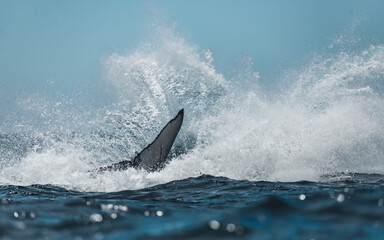 Obraz premium Famous whale on a whale watching tour