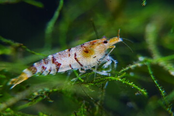 Tiger Shrimp Caridina cf. Cantonensis “Tiger”|虎纹虾