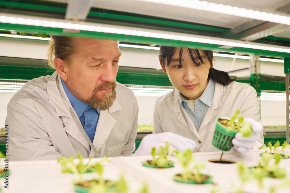 Poster two biotechnologists in lab coats studying characteristics of new plants or leafy vegetables growing