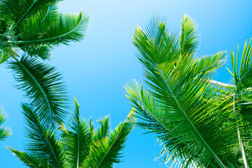 Fototapeta na wymiar Fresh green palm tree leaves are under blue sky, natural tropic photo