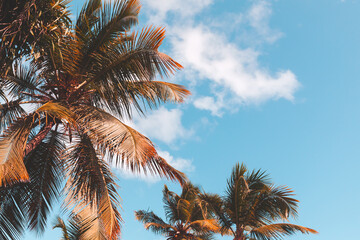 Fototapeta na wymiar Retro stylized photo background with coconut palm trees