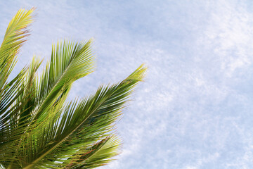 Coconut palm tree leaves and blue cloudy sky