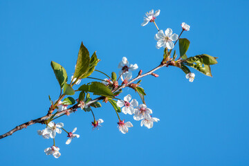 Cherry blossom, white flowers on the branch are under blue sky