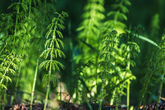 Wild Equisetum plant grow in a forest on a sunny day