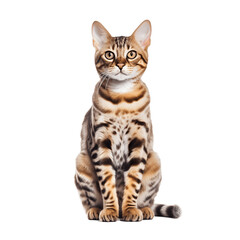 The Bengal cat breed.Isolated  on transparent background - Generative AI