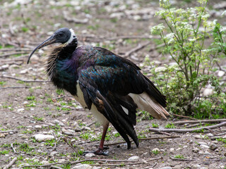 Waldrapp Jungvogel im Zoo München