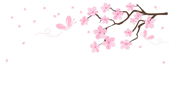 Cherry blossom branch, Sakura flower on white background vector. 