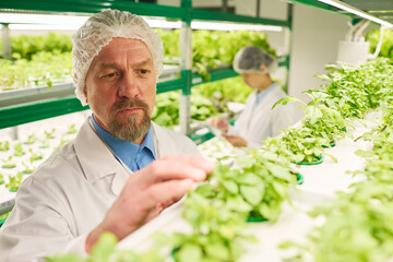 Mature man in lab coat and cap looking at green lettuce seedlings growing on vertical trusses while...
