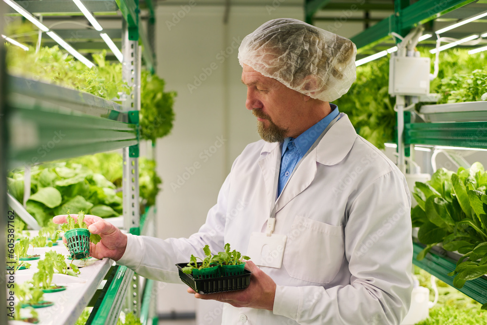 Aufkleber Side view of professional agro engineer working with lettuce seedlings growing in small pots while standing between vertical trusses