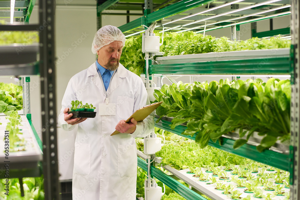 Poster mature experrt in agro engineering selecting seedlings of lettuce or other leafy vegetables and look