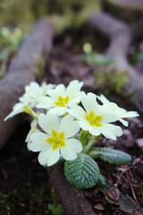 Primula vulgaris - Blooming yellow primrose flowers, macro closeup