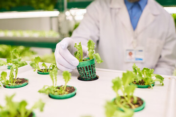 Focus on gloved hand of agronomist taking small pot with green lettuce seedling from shelf of...