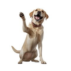 labrador dog smile with paws up isolated  on transparent background - Generative AI