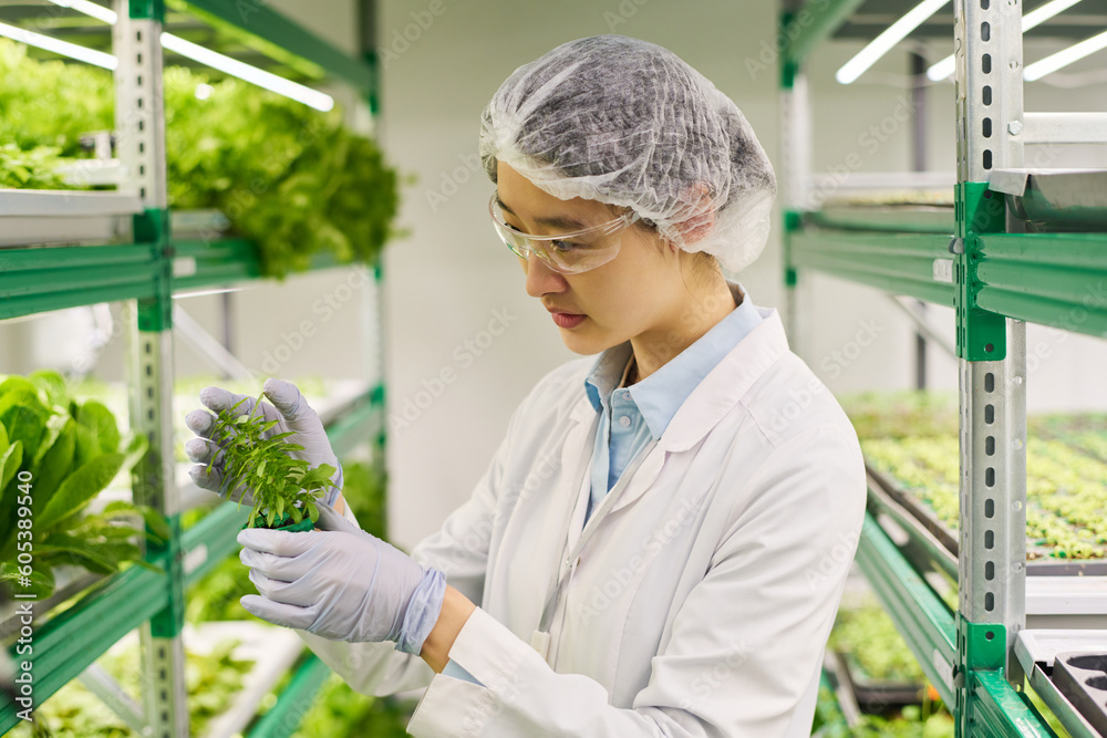 Poster side view of young female worker of vertical farm looking at green seedling while choosing item for 