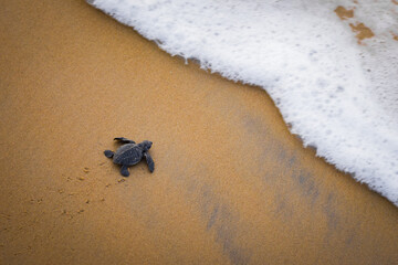 Olive Ridley turtle hatchling crawling on sand of sea beach towards the ocean leaving mark on sand....