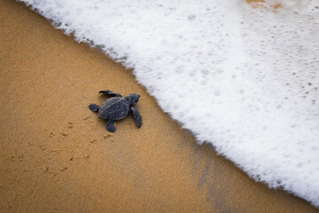 Olive Ridley turtle hatchling crawling on sand of sea beach towards the ocean leaving mark on sand....