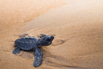 Newly hatched olive Ridley turtle baby on sea beach sand. It is raising its head to see the ocean before it's journey towards it.