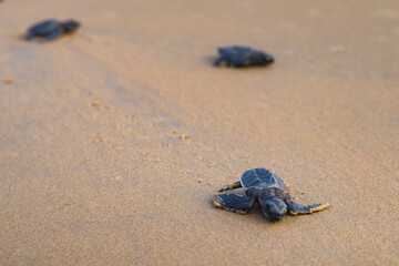 Fototapeta na wymiar Baby newborn sea turtle hatchlings taking their first steps on the sand of sea beach leaving trail marks towards the ocean. This hatchling is of olive Ridley turtle species.