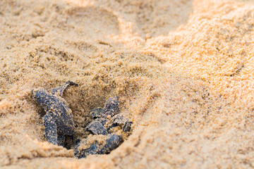 group of newly hatched baby turtles crawling out of underground nest towards the ocean. this is mass hatching called arribada.