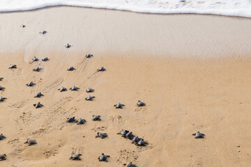 group of newly hatched baby turtles crawling towards the ocean leaving trail marks on beach sand. Foam of sea wave seen at distance. this is mass hatching called arribada.