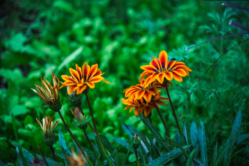 society garlic, treasure flowers, egyption star-cluster, lavenderBackyard Garden Hibiscus Morning Glory