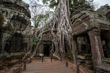 Ta Prohm Temple in Angkor Archaeological Park, Siem Reap, Cambodia