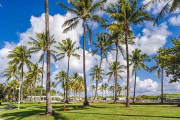 View of the park full of palm trees in front of the Miami beaches. - 605392380