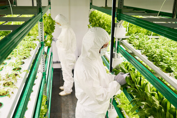 Two workers of vertical farm in hazmat suits working with new sorts of green seedlings of leafy vegetables growing on trusses in hothouse