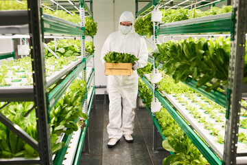 Worker of vertical farm in protective coveralls carrying box with spinach harvest while moving...