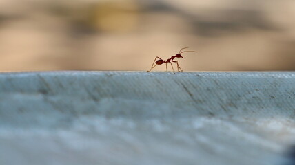 Red ants are looking for foods.